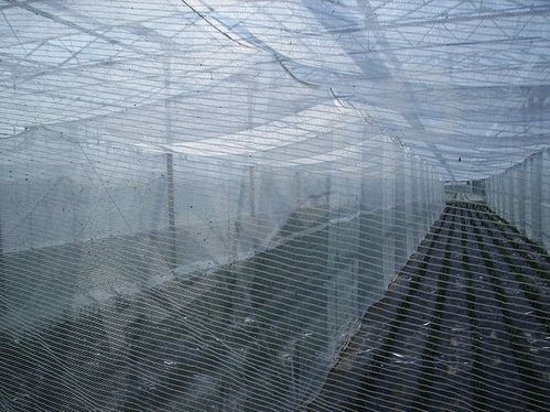 Bee netting 2,00x7,00 mm transparant